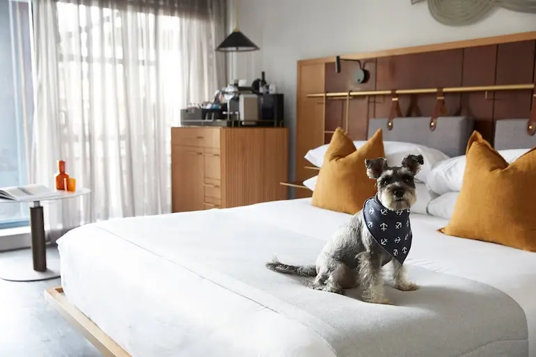 Pier One Sydney Harbour pet-friendly guest room bed with dog