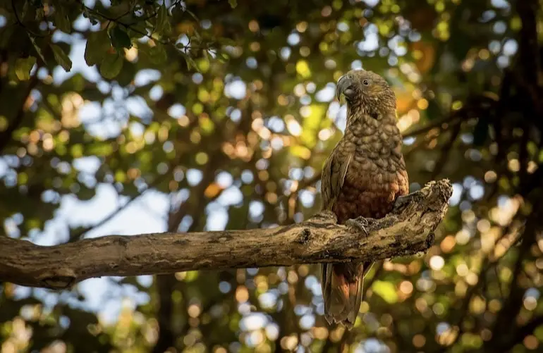 BIRDWATCHING Treetops Forest Escape Onetangi bush parrot