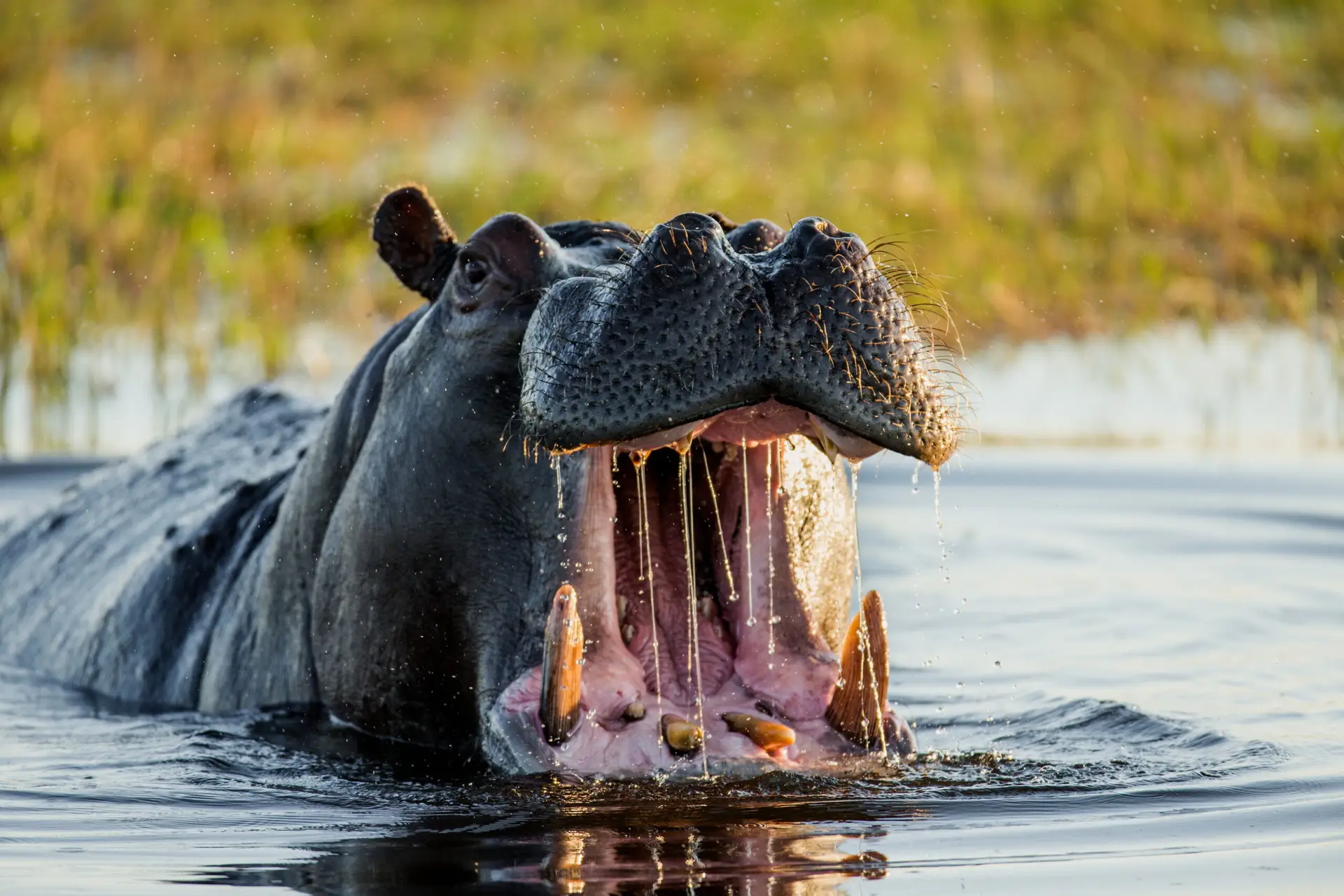 Hippo, wildlife, Botswana
