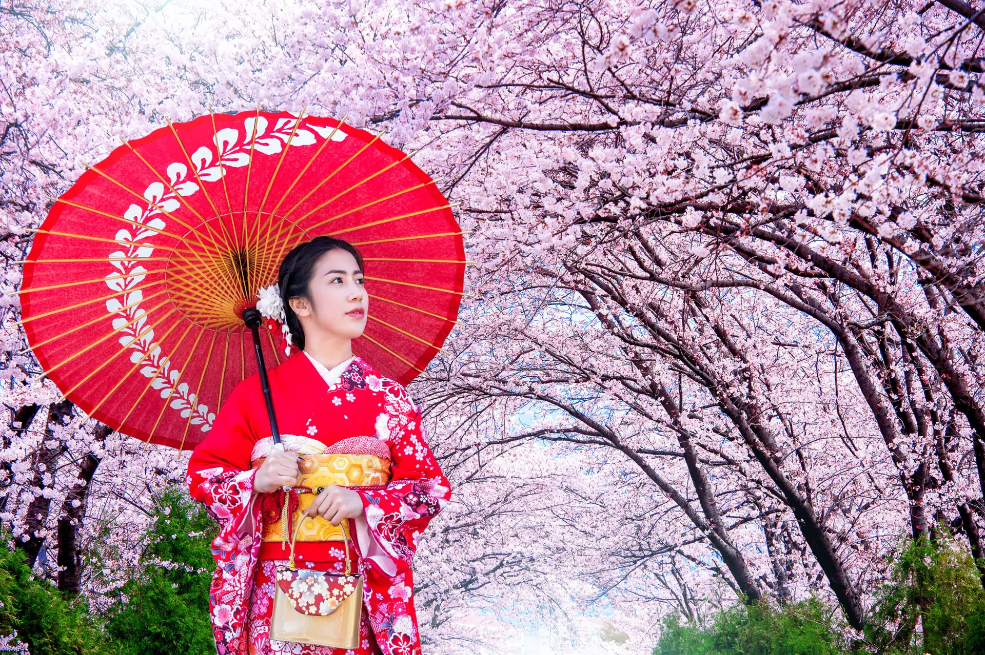 Japan, Geisha, blossom