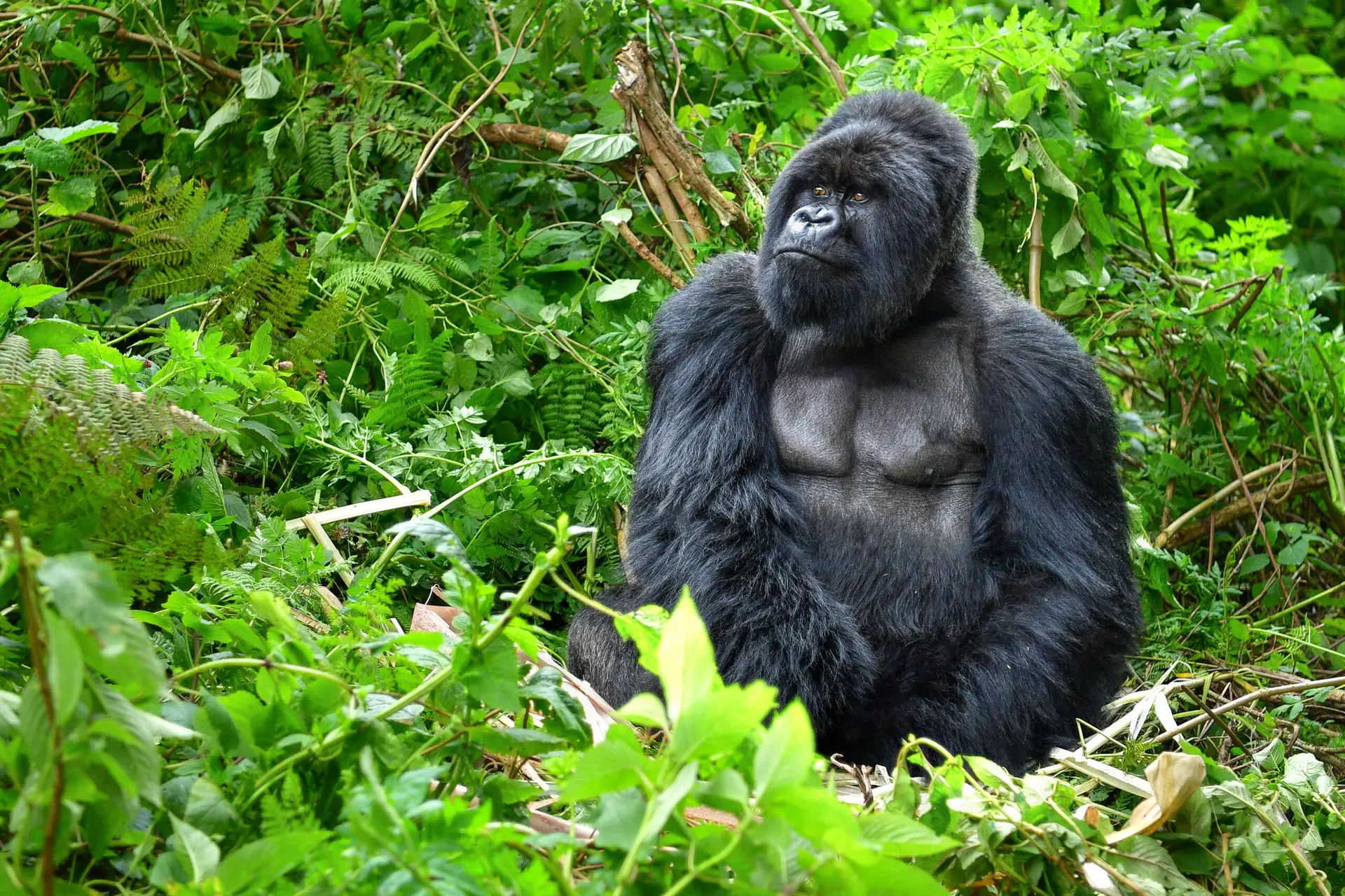Rwanda, Mountain gorillas